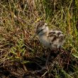 Poussin de Chevalier gambette